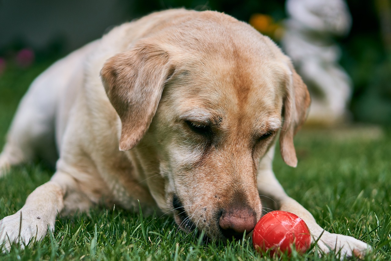 How to Recognize and Treat Ear Infections in Older Pets